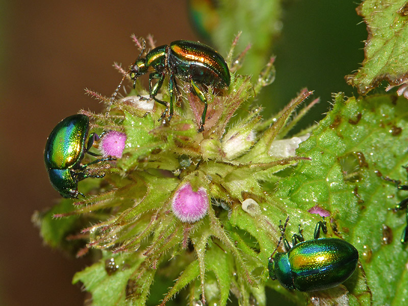 Chrysolina (Fastuolina) fastuosa, Chrysomelidae